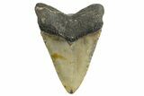 Serrated, Fossil Megalodon Tooth - North Carolina #338540-1